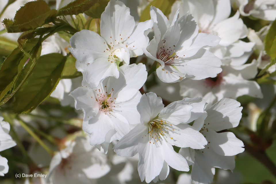 Prunus Ariake ex Keukenhof